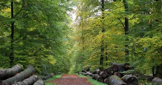 Forêt du Grosswald