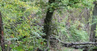 Forêt du Grosswald