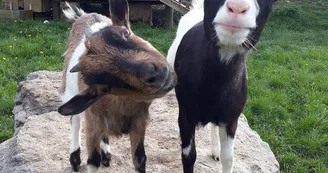 Ferme pédagogique du pichet