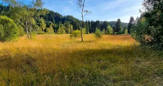 La tourbière du Grand Etang