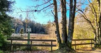La tourbière du haut de Mérelle
