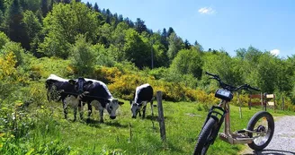 Green Mojo trottinettes et VTT à assistance électrique