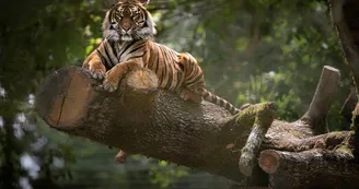 Tigre-Sumatra-RZHT--AGN8628--MNHN-A.-Iatzoura Tigre-Sumatra-RZHT--AGN8628--MNHN-A.-Iatzoura