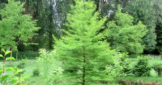 CYPRÈS CHAUVE