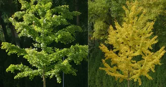 GINKGO BILOBA été - automne