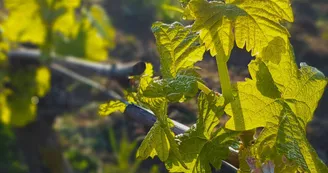 Domaine Tatin 2