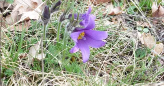 Anémone pulsatille sur la Pelouse de Grand Vau