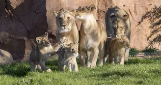 Lions-Zooparc de Beauval