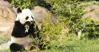 Panda-Beauval