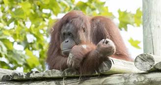 Orang-Outan-ZooParc-de-Beauval