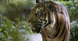 Tigres-ZooParc-de-Beauval