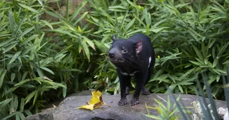 Diable de Tasmanie