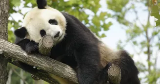 Panda-Zooparc de Beauval