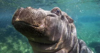 hippopotame amphibie