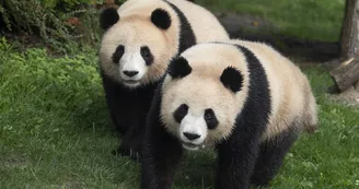 jumelles_panda_122024