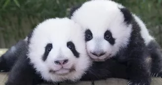 Jumelles_panda_2021_ld