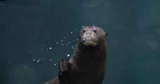 loutre_geante