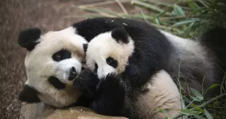 Huanlili et sa maman Huan Huan