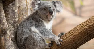 Koala - unique en France