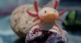 Aquarium de Touraine