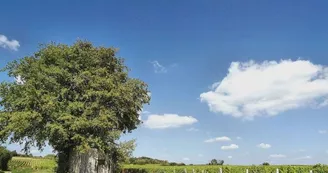 0686455001556022670
