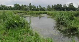 Les prairies de l'Arnon - Frayère à poissions creusée dans la prairie