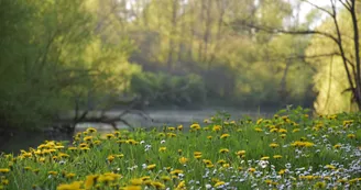 Bonny sur Loire - La Cheuille - 17 avril 2018 - OT Terres de Loire et Canaux - IRémy (2)