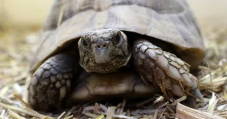 bébé tortue