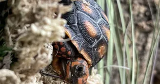 bébé tortue