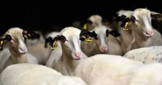 Les moutons à lunettes du Quercy_05 © Lot Tourisme - C. ORY Les moutons à lunettes du Quercy_05 © Lot Tourisme - C. ORY