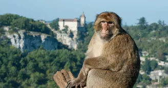 singe rocamadour©la forêt des singes