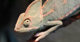 Basiliscus plumifrons Basiliscus plumifrons