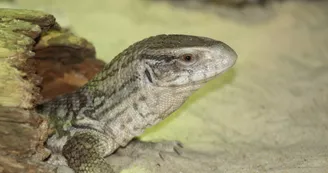 Basiliscus plumifrons Basiliscus plumifrons