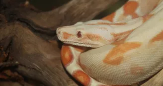 Basiliscus plumifrons Basiliscus plumifrons
