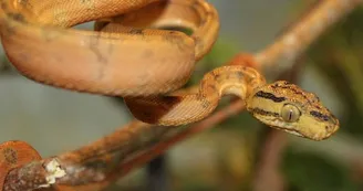 Basiliscus plumifrons Basiliscus plumifrons