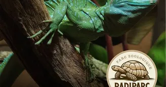 Basiliscus plumifrons Basiliscus plumifrons