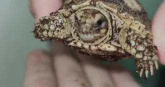 Basiliscus plumifrons Basiliscus plumifrons