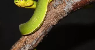 Basiliscus plumifrons Basiliscus plumifrons