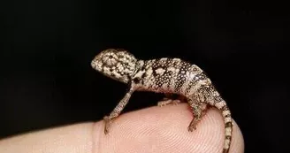 Basiliscus plumifrons Basiliscus plumifrons