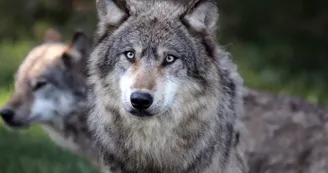 Loups Loups