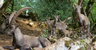 Bouquetins des Alpes Bouquetins des Alpes