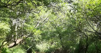 descente leyre