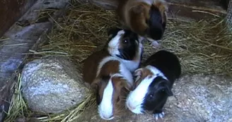Forêt des lapins - Lapins cochon