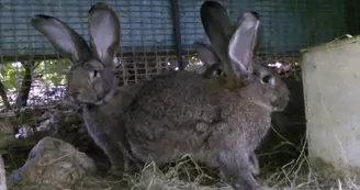 Forêt des lapins - lapins flandres