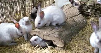 Forêt des lapins - lapins sablé