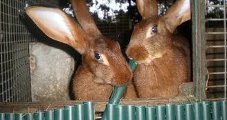 Forêt des Lapins - Lapins