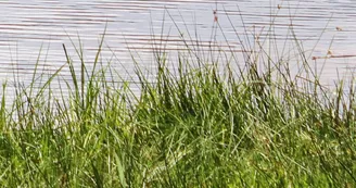 Etang de Margnat_1