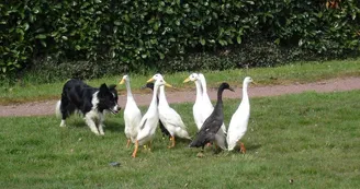 Le travail du chien de berger Le travail du chien de berger