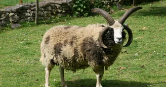 Jacob le mouton Jacob le mouton