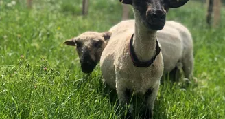 Ferme de Brossard - Ferme Pédagogique_enfantsEtAnimaux_8